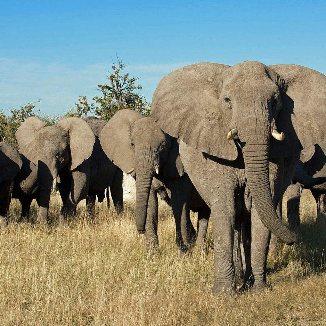 b18c2068aee64822974dca17aa7421f4